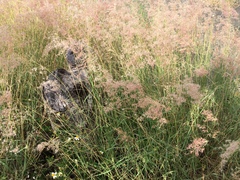 Melinis repens