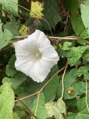 Calystegia silvatica
