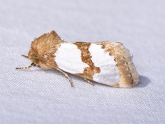 Schinia chrysellus
