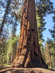 Sequoiadendron giganteum