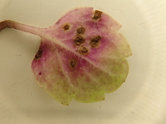 Puccinia veronicae