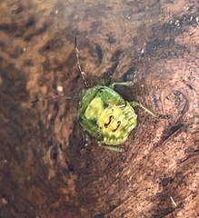 Elasmostethus interstinctus