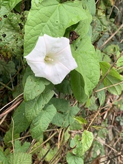Calystegia silvatica