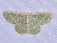 Chlorochlamys chloroleucaria