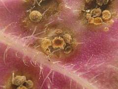 Puccinia veronicae