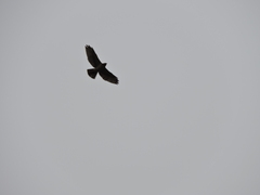 Buteo lineatus