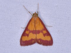 Pyrausta laticlavia