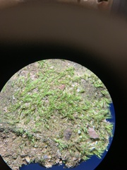 Ptychostomum imbricatulum