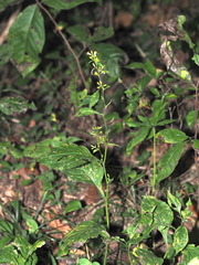 Solidago flexicaulis