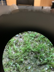 Ptychostomum imbricatulum
