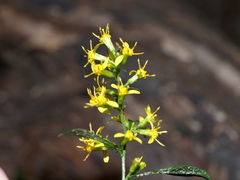 Solidago flexicaulis