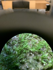 Ptychostomum imbricatulum