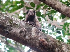 Callithrix penicillata