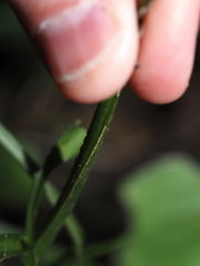 Solidago flexicaulis