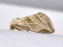 Plagiomimicus tepperi