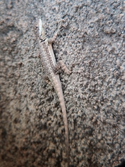 Tropidurus catalanensis