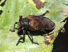 Sandalus niger
