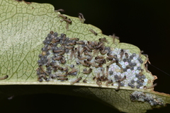 Erebidae
