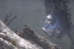 Acanthopagrus butcheri