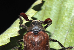 Sandalus niger