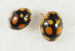 Hyperaspis divaricata