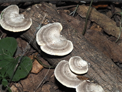 Trametes lactinea
