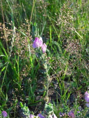 Ononis spinosa procurrens