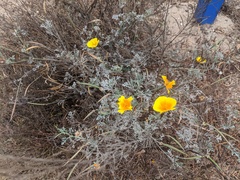 Eschscholzia