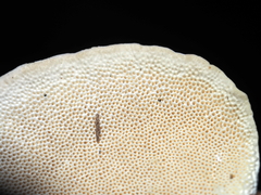 Trametes lactinea