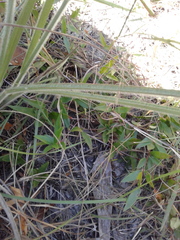 Paspalum floridanum