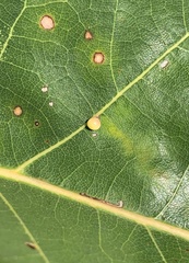 Zopheroteras sphaerula