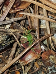 Diaea dorsata