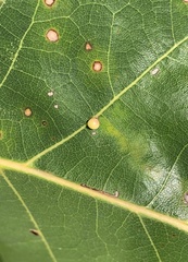 Zopheroteras sphaerula