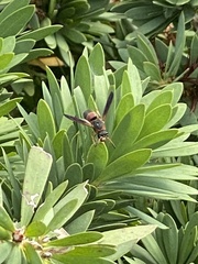 Pachodynerus erynnis