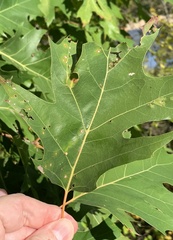 Zopheroteras sphaerula