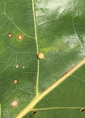 Zopheroteras sphaerula