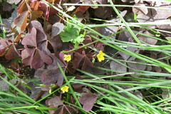Oxalis stricta rufa