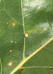 Zopheroteras sphaerula