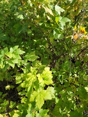 Ribes americanum