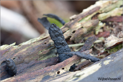 Ilgakotis elniagrybis nuotrauka
