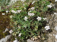 Iberis