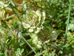 Iberis