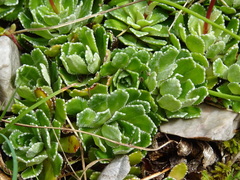 Saxifraga paniculata