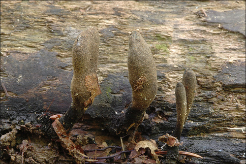 Ilgakotis elniagrybis nuotrauka