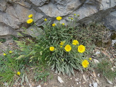 Pentanema montanum