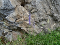 Anarrhinum bellidifolium