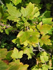 Ribes americanum