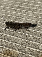 Trimerotropis verruculata