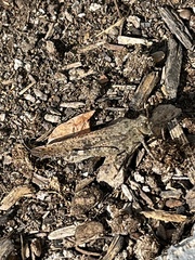 Trimerotropis verruculata