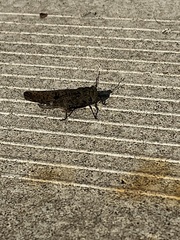 Trimerotropis verruculata